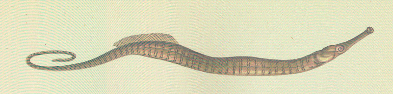 Nerophis ophidion (Linnaeus, 1758)